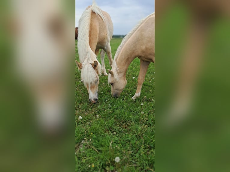 Weitere Ponys/Kleinpferde Wallach 1 Jahr 139 cm Palomino in Weistrach
