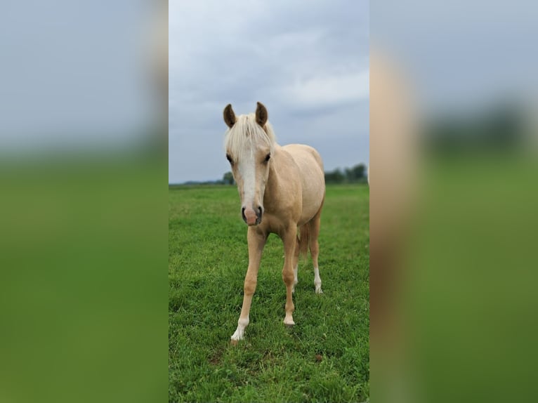 Weitere Ponys/Kleinpferde Wallach 1 Jahr 139 cm Palomino in Weistrach