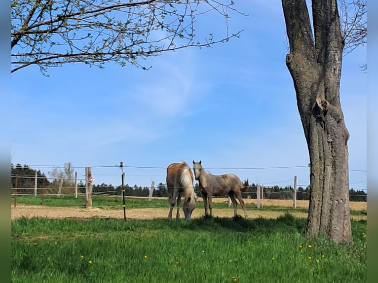 Weitere Ponys/Kleinpferde Wallach 1 Jahr 139 cm Palomino in Weistrach