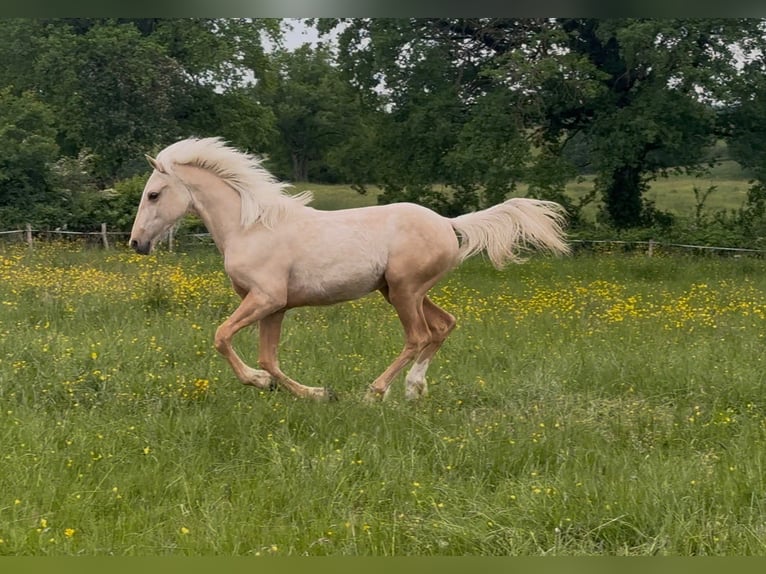 Weitere Ponys/Kleinpferde Mix Wallach 1 Jahr 155 cm Palomino in Montceau-les-Mines