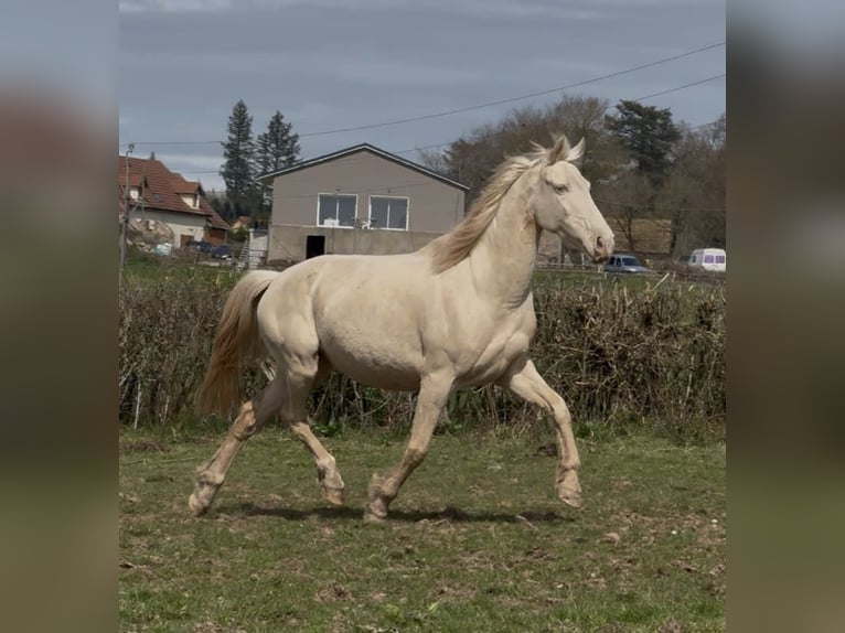 Weitere Ponys/Kleinpferde Mix Wallach 1 Jahr 155 cm Palomino in Montceau-les-Mines