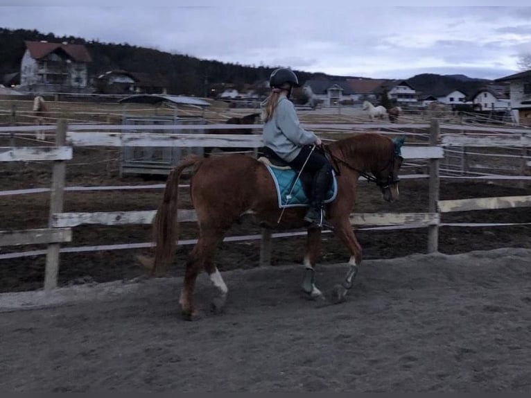 Weitere Ponys/Kleinpferde Wallach 21 Jahre 145 cm Fuchs in Velden