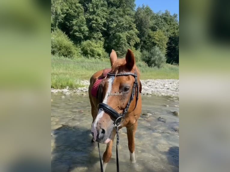 Weitere Ponys/Kleinpferde Wallach 21 Jahre 145 cm Fuchs in Velden