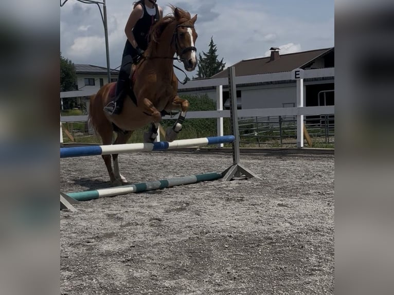 Weitere Ponys/Kleinpferde Wallach 21 Jahre 145 cm Fuchs in Velden
