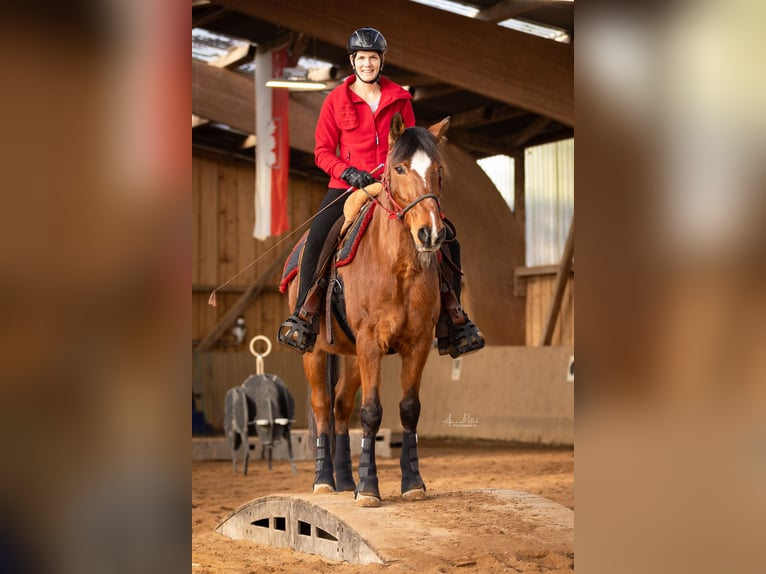 Weitere Ponys/Kleinpferde Mix Wallach 21 Jahre 154 cm Brauner in Ro&#xDF;tal