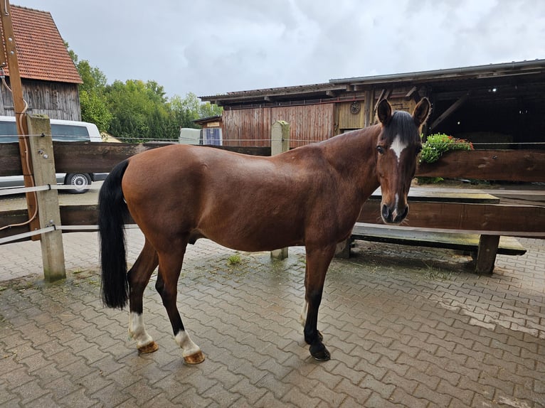 Weitere Ponys/Kleinpferde Mix Wallach 21 Jahre 154 cm Brauner in Ro&#xDF;tal