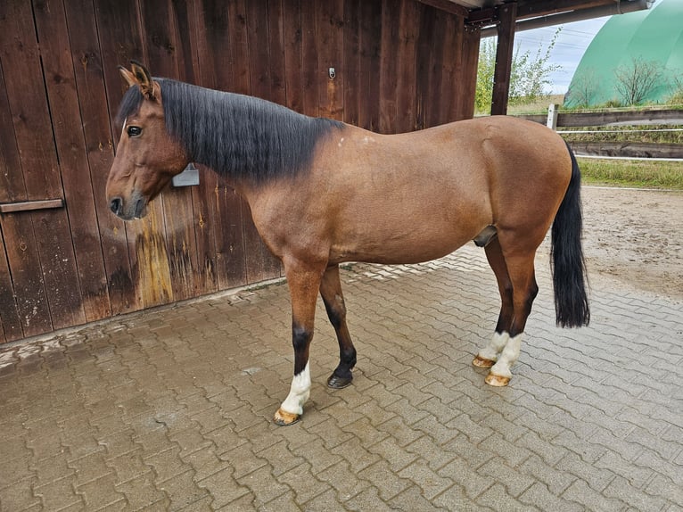 Weitere Ponys/Kleinpferde Mix Wallach 22 Jahre 154 cm Brauner in Roßtal