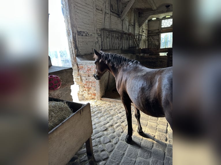 Weitere Ponys/Kleinpferde Mix Wallach 23 Jahre 120 cm Brauner in Rohrsheim