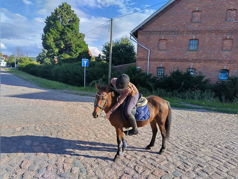 Weitere Ponys/Kleinpferde Mix Wallach 23 Jahre 120 cm Brauner in Rohrsheim