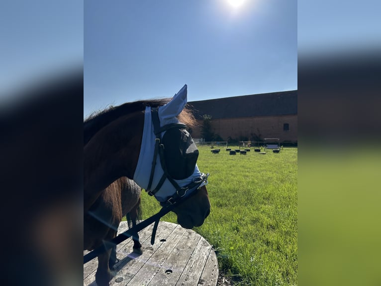 Weitere Ponys/Kleinpferde Mix Wallach 23 Jahre 120 cm Brauner in Rohrsheim