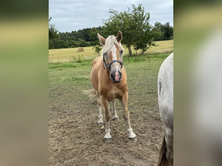 Weitere Ponys/Kleinpferde Wallach 23 Jahre 148 cm Hellbrauner in Norderwöhrden Weitere Ponys/Kleinpferde Wallach 23 Jahre 148 cm Hellbrauner in Norderwöhrden