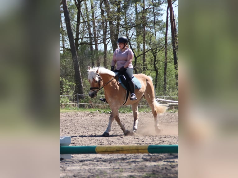 Weitere Ponys/Kleinpferde Wallach 23 Jahre 150 cm Falbe in Nennhausen