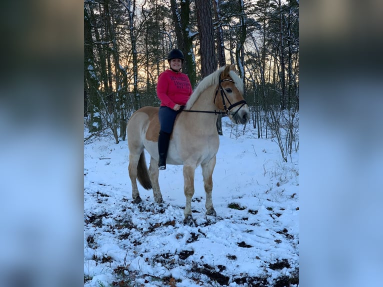 Weitere Ponys/Kleinpferde Wallach 23 Jahre 150 cm Falbe in Nennhausen