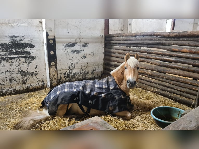 Weitere Ponys/Kleinpferde Wallach 23 Jahre 150 cm Falbe in Nennhausen