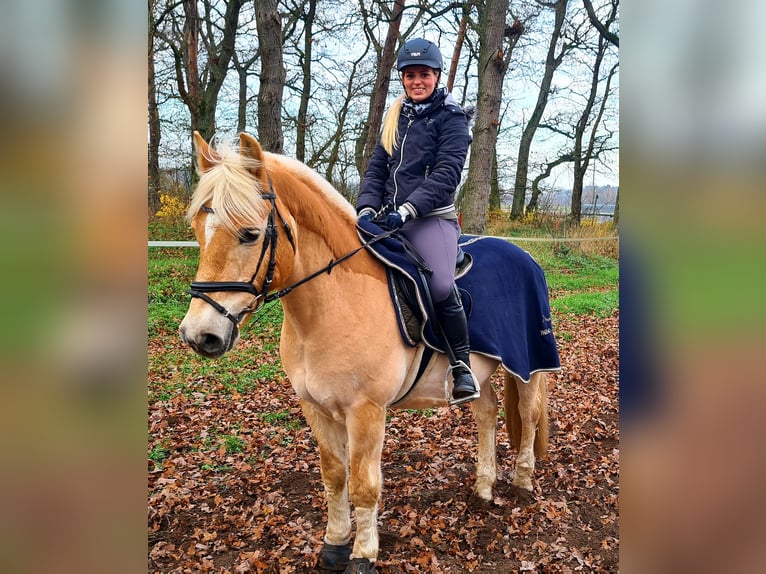 Weitere Ponys/Kleinpferde Wallach 23 Jahre 150 cm Falbe in Nennhausen