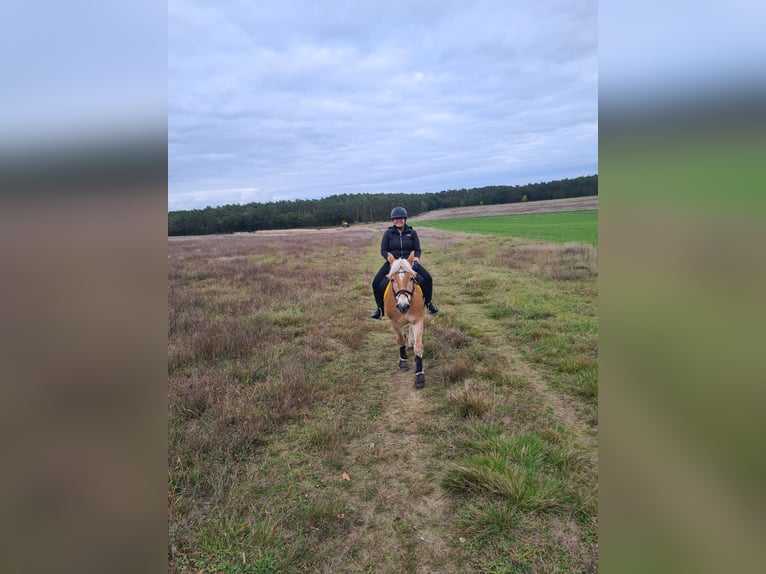 Weitere Ponys/Kleinpferde Wallach 23 Jahre 150 cm Falbe in Nennhausen