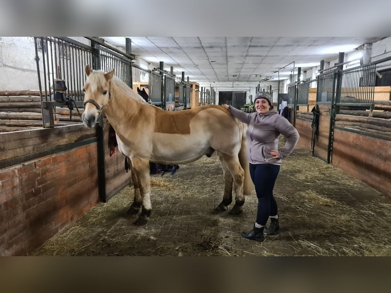 Weitere Ponys/Kleinpferde Wallach 23 Jahre 150 cm Falbe in Nennhausen