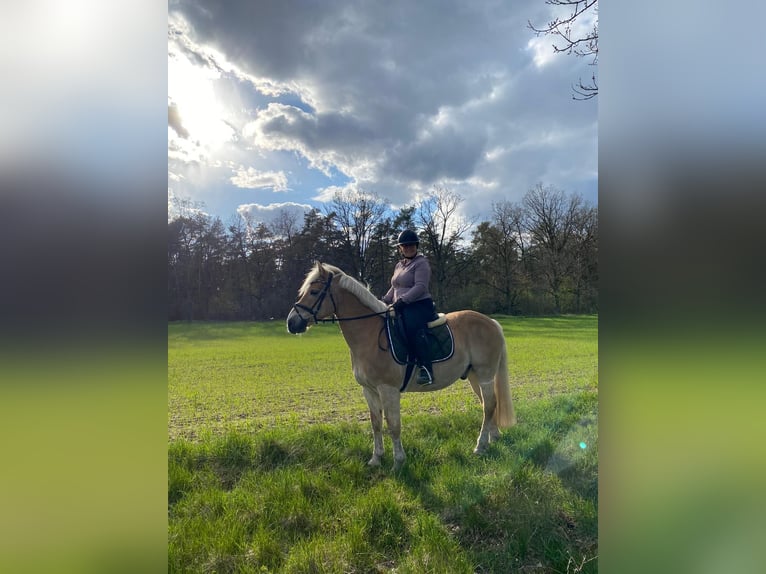 Weitere Ponys/Kleinpferde Wallach 23 Jahre 150 cm Falbe in Nennhausen