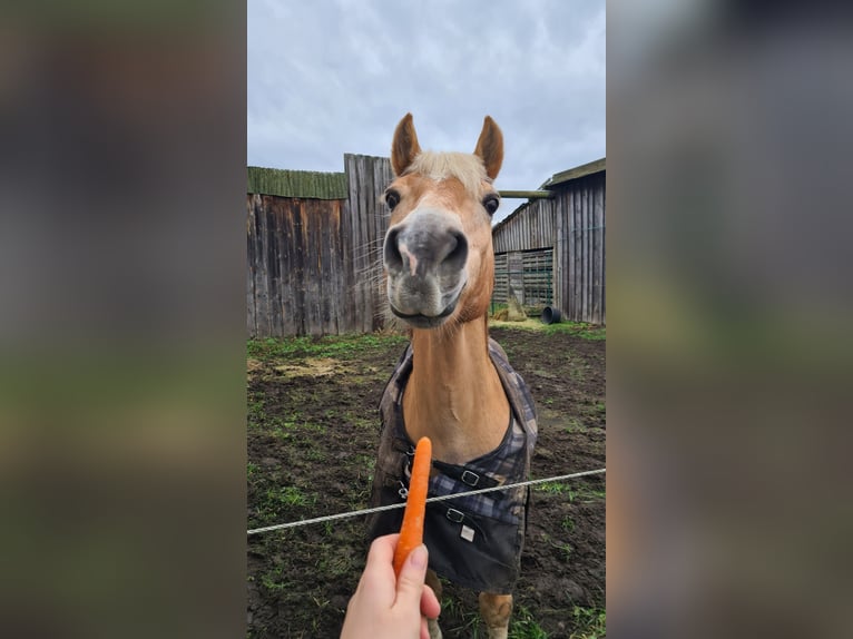 Weitere Ponys/Kleinpferde Wallach 23 Jahre 150 cm Falbe in Nennhausen