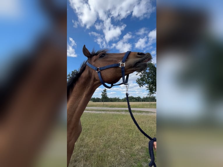 Weitere Ponys/Kleinpferde Mix Wallach 24 Jahre 150 cm Fuchs in Sch&#xF6;nefeld