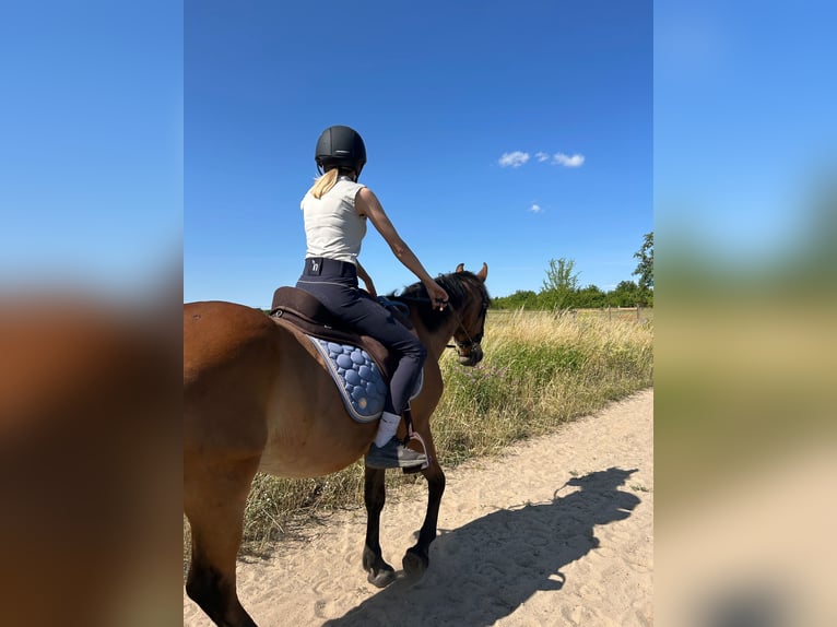 Weitere Ponys/Kleinpferde Mix Wallach 24 Jahre 150 cm Fuchs in Sch&#xF6;nefeld