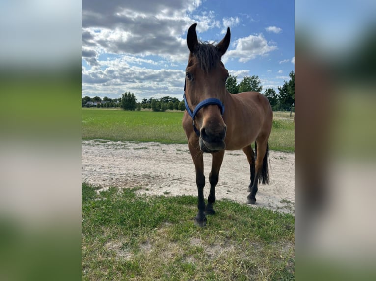 Weitere Ponys/Kleinpferde Mix Wallach 24 Jahre 150 cm Fuchs in Sch&#xF6;nefeld