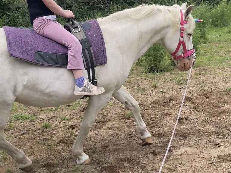 Weitere Ponys/Kleinpferde Mix Wallach 25 Jahre 143 cm Schimmel in Wesel