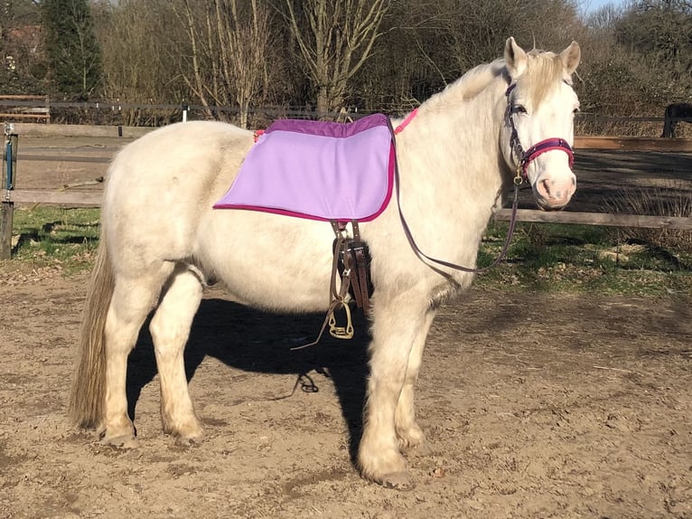 Weitere Ponys/Kleinpferde Mix Wallach 25 Jahre 143 cm Schimmel in Wesel