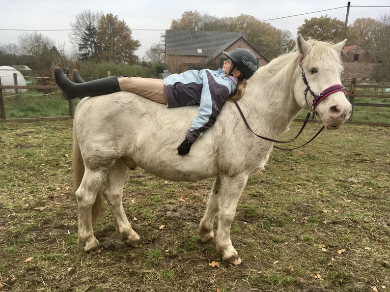 Weitere Ponys/Kleinpferde Mix Wallach 25 Jahre 143 cm Schimmel in Wesel