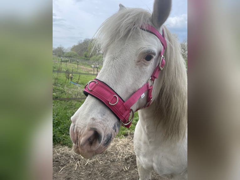 Weitere Ponys/Kleinpferde Mix Wallach 25 Jahre 143 cm Schimmel in Wesel
