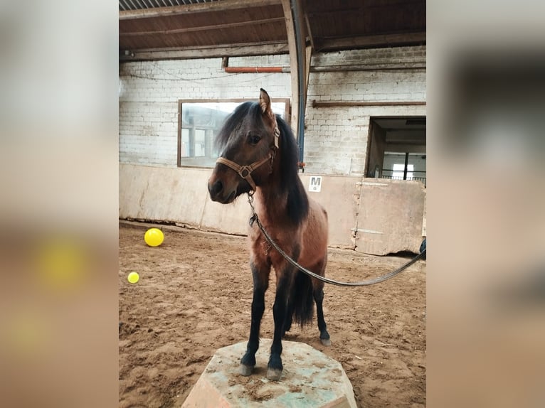 Weitere Ponys/Kleinpferde Wallach 2 Jahre 120 cm Hellbrauner in Euskirchen
