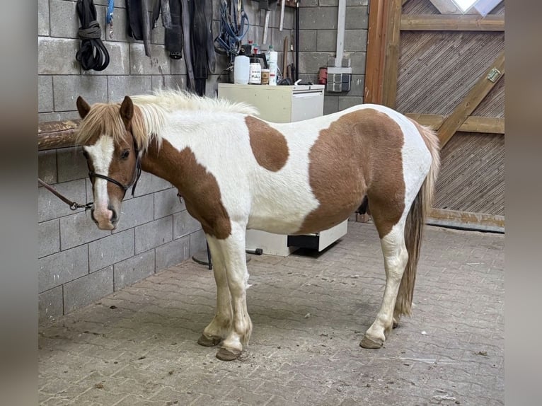 Weitere Ponys/Kleinpferde Wallach 2 Jahre 135 cm  in Daleiden