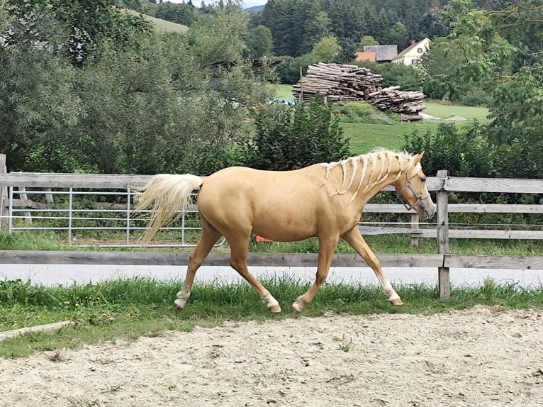 Weitere Ponys/Kleinpferde Wallach 2 Jahre 135 cm Palomino in St. Ruprecht