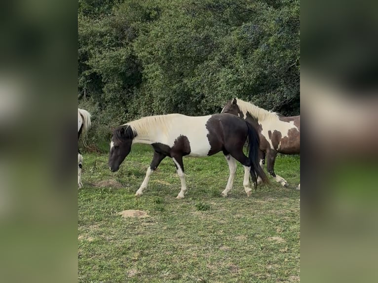 Weitere Ponys/Kleinpferde Wallach 2 Jahre 137 cm Schecke in Daleiden