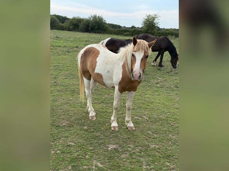 Weitere Ponys/Kleinpferde Wallach 2 Jahre 137 cm Schecke in Daleiden
