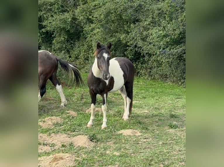 Weitere Ponys/Kleinpferde Wallach 2 Jahre 137 cm Schecke in Daleiden