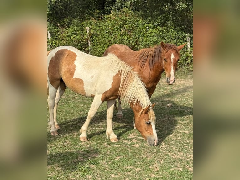 Weitere Ponys/Kleinpferde Wallach 2 Jahre 137 cm Schecke in Daleiden