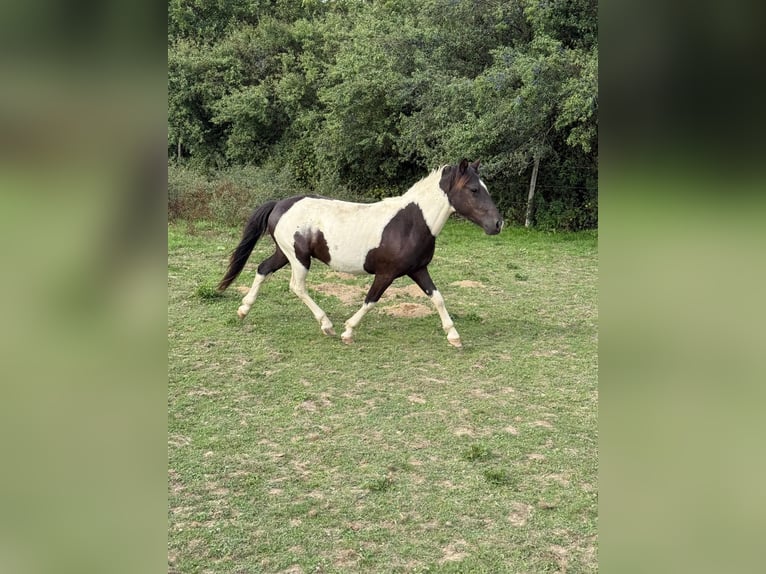 Weitere Ponys/Kleinpferde Wallach 2 Jahre 137 cm Schecke in Daleiden