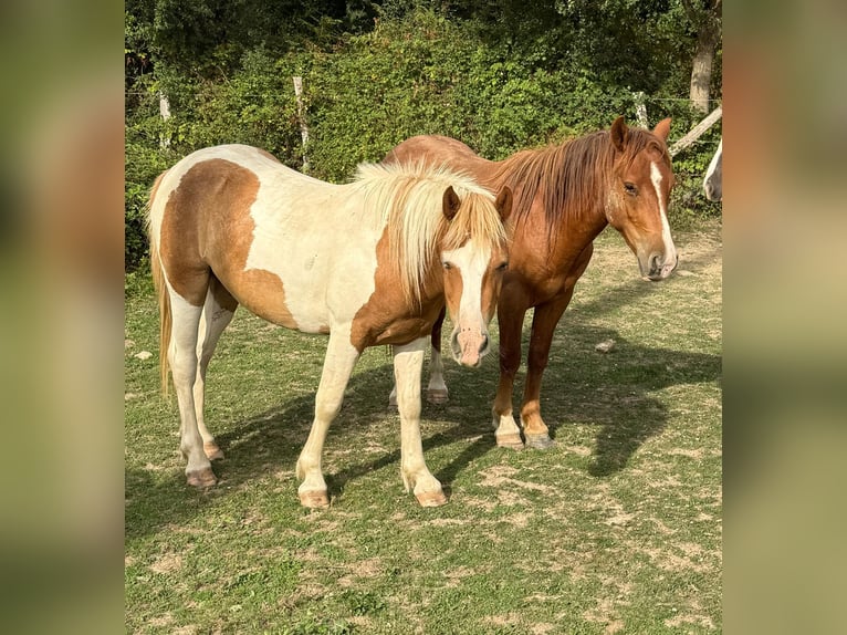 Weitere Ponys/Kleinpferde Wallach 2 Jahre 137 cm Schecke in Daleiden