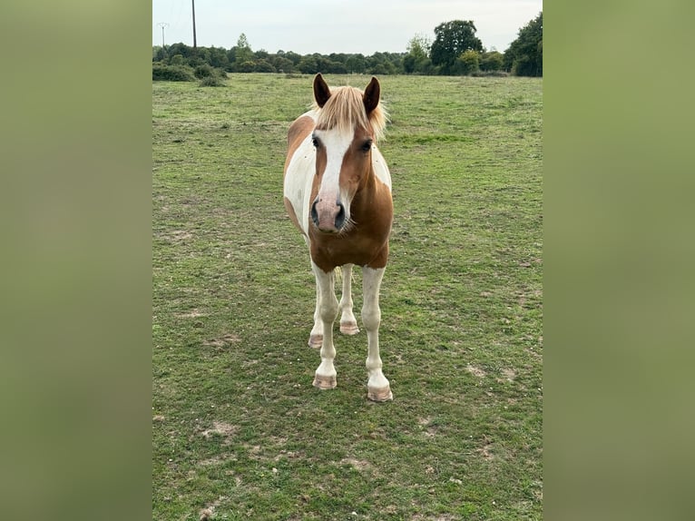 Weitere Ponys/Kleinpferde Wallach 2 Jahre 137 cm Schecke in Daleiden