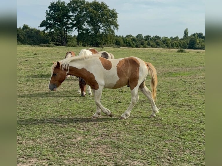 Weitere Ponys/Kleinpferde Wallach 2 Jahre 137 cm Schecke in Daleiden