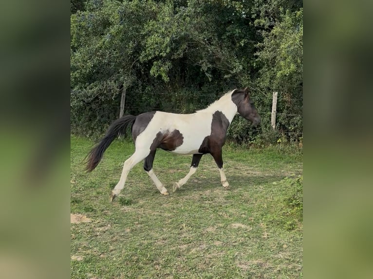 Weitere Ponys/Kleinpferde Wallach 2 Jahre 137 cm Schecke in Daleiden