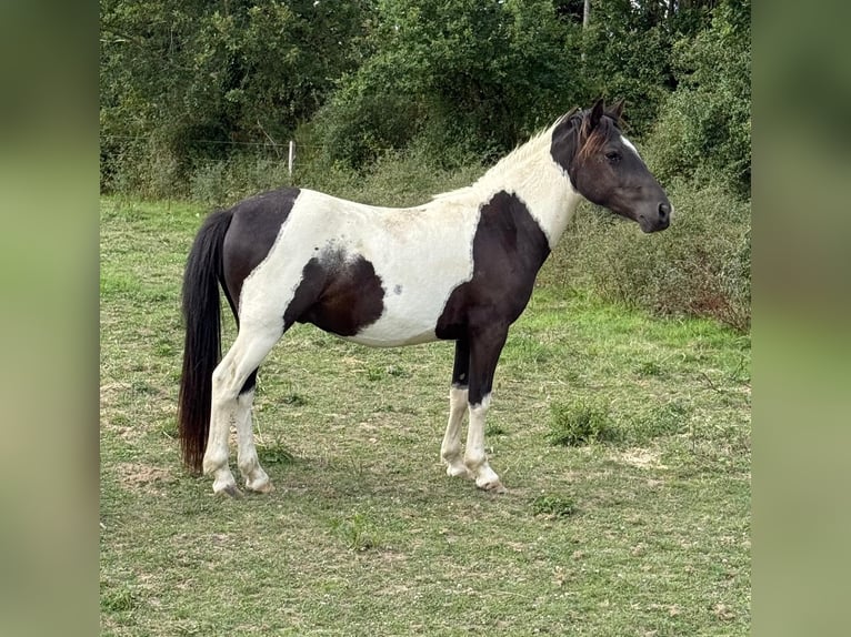 Weitere Ponys/Kleinpferde Wallach 2 Jahre 137 cm Schecke in Daleiden