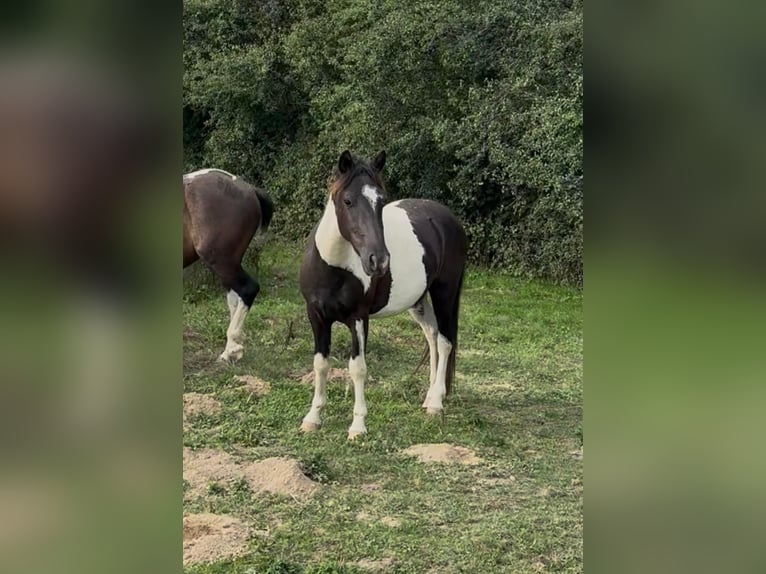Weitere Ponys/Kleinpferde Wallach 2 Jahre 137 cm Schecke in Daleiden