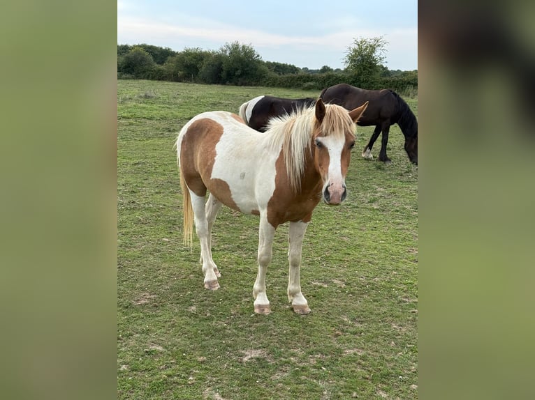 Weitere Ponys/Kleinpferde Wallach 2 Jahre 137 cm Schecke in Daleiden