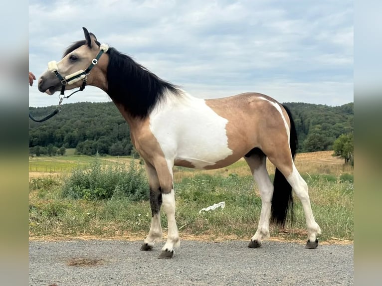 Weitere Ponys/Kleinpferde Wallach 2 Jahre 138 cm Schecke in Heiligenbrunn