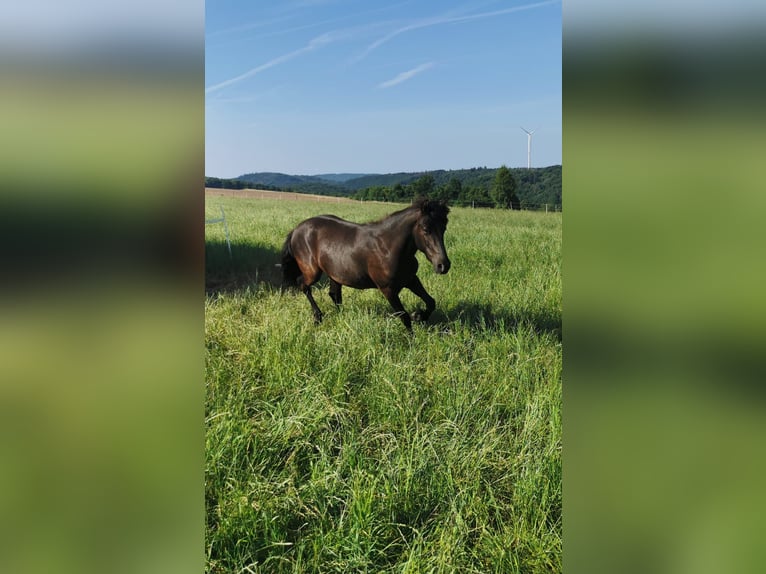 Weitere Ponys/Kleinpferde Wallach 2 Jahre 140 cm Dunkelbrauner in Z&#xFC;sch