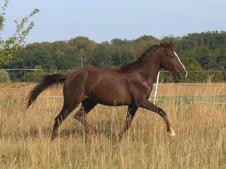 Weitere Ponys/Kleinpferde Mix Wallach 2 Jahre 146 cm Fuchs in Pohlheim