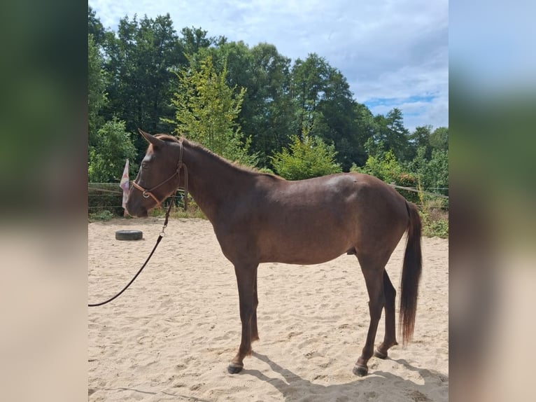 Weitere Ponys/Kleinpferde Mix Wallach 2 Jahre 146 cm Fuchs in Pohlheim