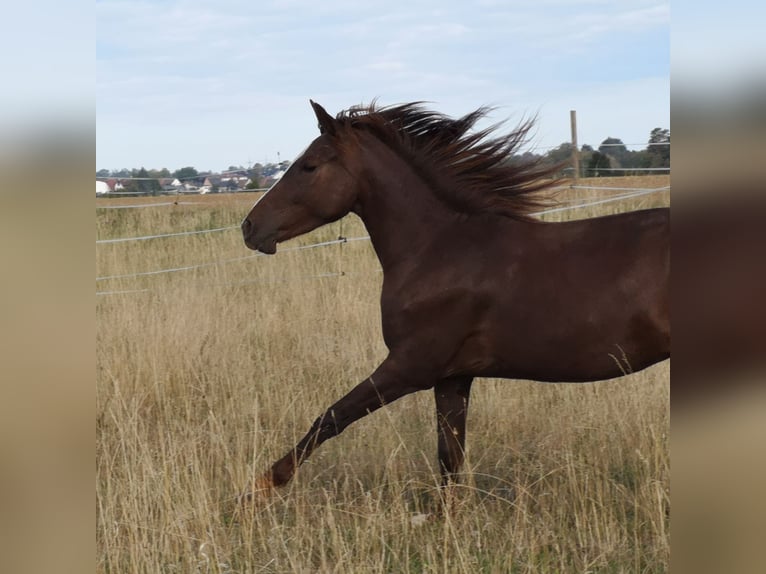 Weitere Ponys/Kleinpferde Mix Wallach 2 Jahre 146 cm Fuchs in Pohlheim